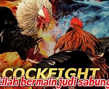 Istilah Dalam Judi Sabung Ayam Dan Artinya Pdf